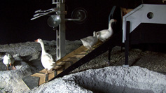Moon Goose Analogue / Control Room