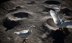 Moon Goose Colony, Agnes Meyer-Brandis