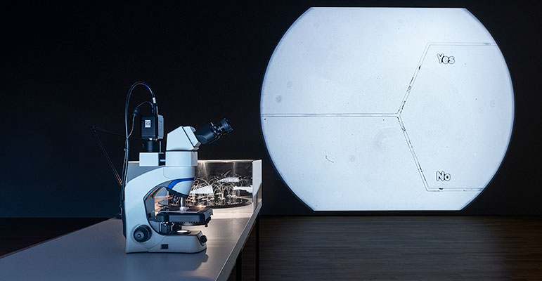 Microfluidic Oracle Chip, exhibition view © Agnes Meyer-Brandis, VG Bildkunst, 2019